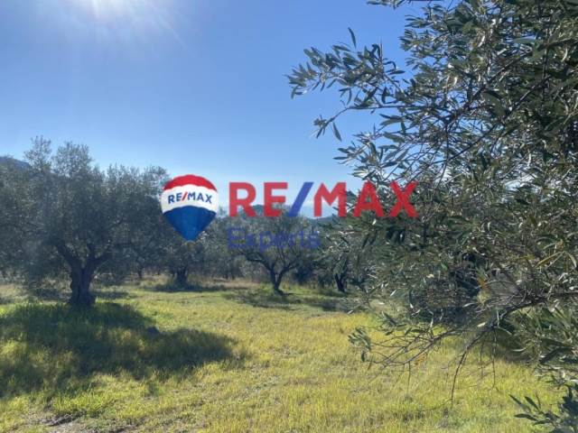 (For Sale) Land Agricultural Land  || Argolida/Nafplio - 4.100 Sq.m, 28.000€ 