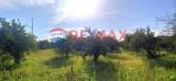 slide thumbnail