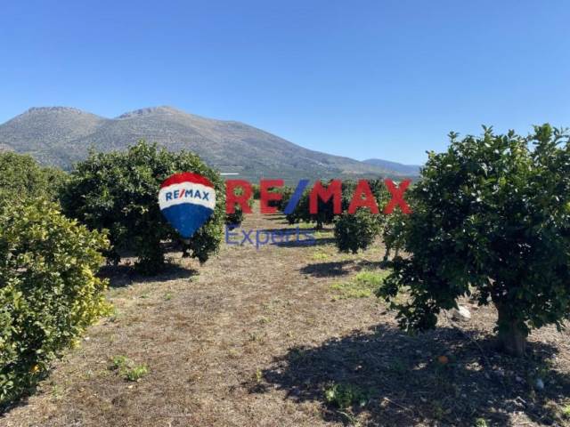 (Προς Πώληση) Αξιοποιήσιμη Γη Αγροτεμάχιο || Ν. Αργολίδας/Μυκήνες - 9.936 τ.μ, 50.000€ 