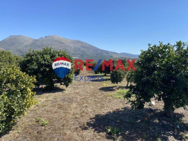 (For Sale) Land Agricultural Land  || Argolida/Mykines - 9.936 Sq.m, 65.000€ 