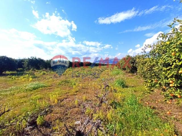 (For Sale) Land Agricultural Land  || Argolida/Midea - 2.310 Sq.m, 10.000€ 