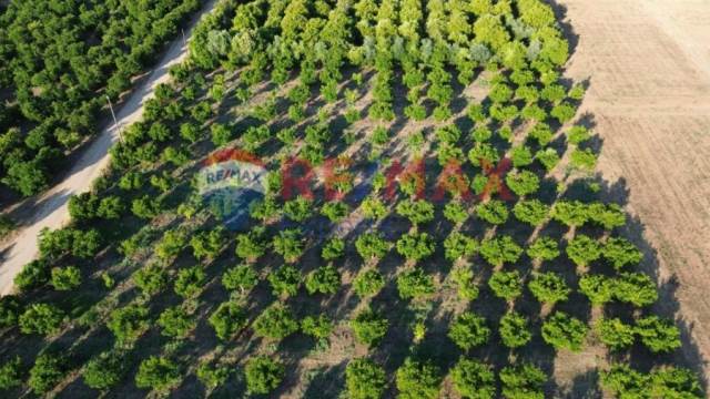 (For Sale) Land Plot || Argolida/Argos - 9.276 Sq.m, 100.000€ 