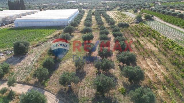 (For Sale) Land Agricultural Land  || Argolida/Koutsopodi - 6.000 Sq.m, 30.000€ 