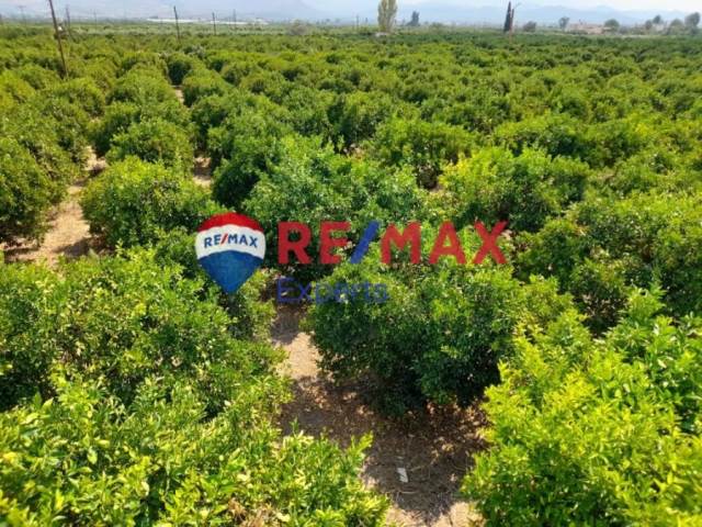 (For Sale) Land Agricultural Land  || Argolida/Argos - 9.791 Sq.m, 129.000€ 