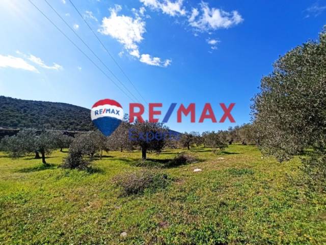 (For Sale) Land || Argolida/Asklipieio - 7.063 Sq.m, 25.000€ 